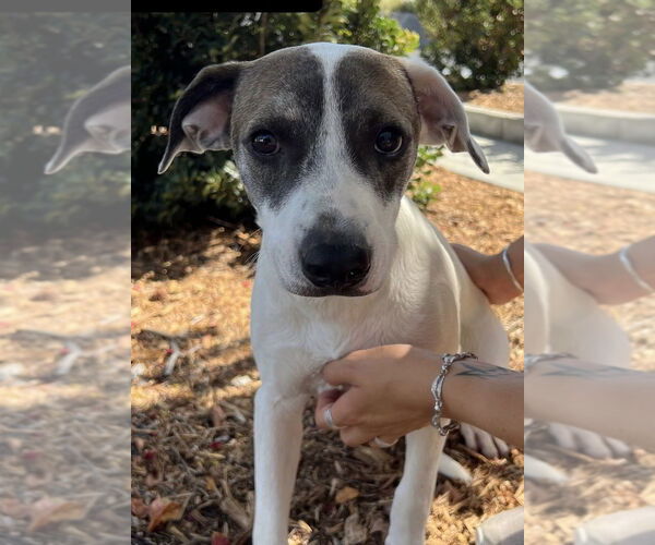 Medium Photo #2 Mountain Cur-Whippet Mix Puppy For Sale in San Diego, CA, USA