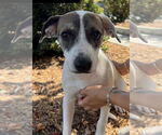 Small #1 Mountain Cur-Whippet Mix
