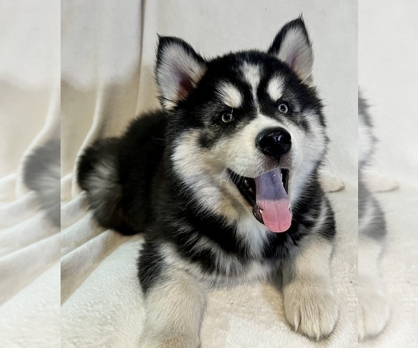Medium Photo #3 Siberian Husky Puppy For Sale in ALTON, IL, USA