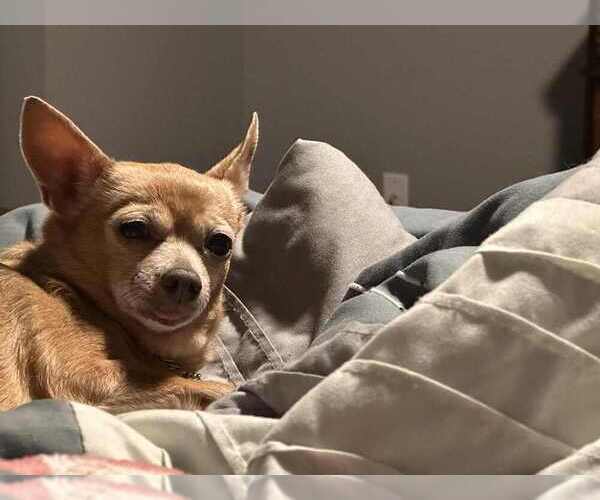 Medium Photo #3 Chihuahua-Unknown Mix Puppy For Sale in Foristell, MO, USA