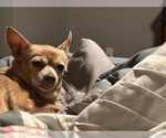Small Photo #3 Chihuahua-Unknown Mix Puppy For Sale in Foristell, MO, USA