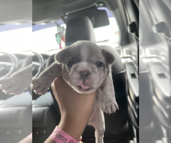 Medium Photo #5 French Bulldog Puppy For Sale in SAN BERNARDINO, CA, USA