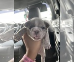 Small Photo #5 French Bulldog Puppy For Sale in SAN BERNARDINO, CA, USA