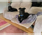Small #4 Labrador Retriever Mix
