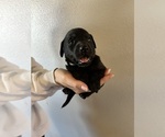 Puppy Grey collar Labrador Retriever