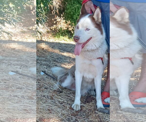 Medium Photo #2 Siberian Husky Puppy For Sale in Pacific grove , CA, USA