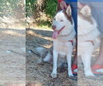 Small #1 Siberian Husky