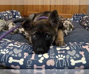 German Shepherd Dog-pomeranian spitz Mix Dogs for adoption in Princeton, MN, USA