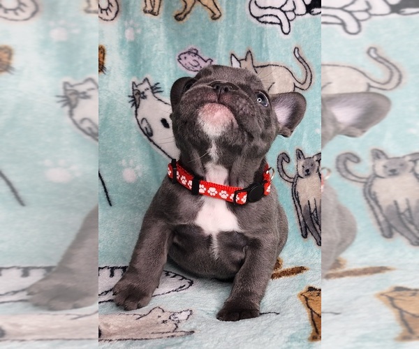 Medium Photo #12 French Bulldog Puppy For Sale in SALEM, OR, USA