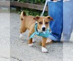 Small Photo #1 Black Mouth Cur-Unknown Mix Puppy For Sale in Oakhurst, NJ, USA