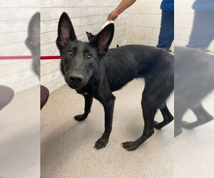 Mutt Dogs for adoption in San Bernardino, CA, USA