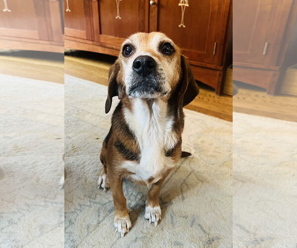 Medium Photo #7 Beagle-Unknown Mix Puppy For Sale in Germantown, OH, USA