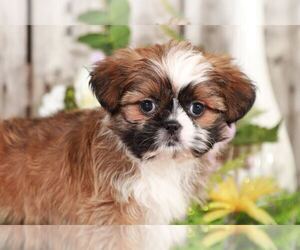 Zuchon Puppy for sale in MOUNT VERNON, OH, USA