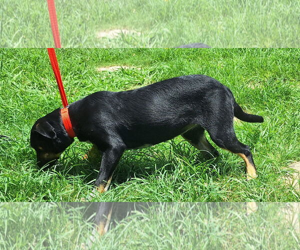 Medium Photo #2 Mutt Puppy For Sale in Wetumpka, AL, USA