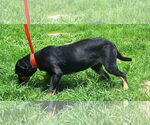 Small #1 Mutt