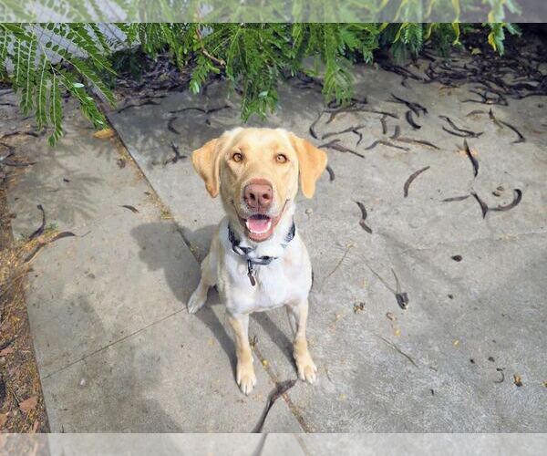 Medium Photo #1 Labrador Retriever Puppy For Sale in Clovis, CA, USA