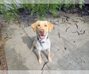 Labrador Retriever Dogs for adoption in Clovis, CA, USA