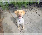 Small Labrador Retriever