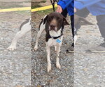 Small Photo #1 German Shorthaired Pointer Puppy For Sale in Rustburg, VA, USA