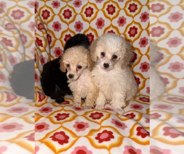 Medium Photo #10 Poodle (Toy) Puppy For Sale in DETROIT, MI, USA