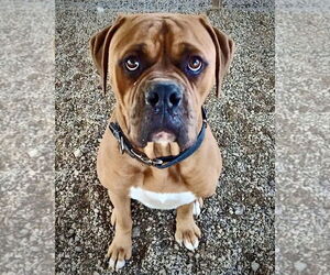 Medium Boxer