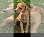 Small Labrador Retriever Mix