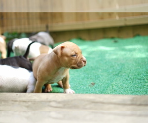 American Bully Puppy for sale in WILMINGTON, DE, USA