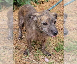 Norwich Terrier-Unknown Mix Dogs for adoption in Newfoundland, PA, USA