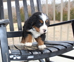 Small Photo #3 Bernese Mountain Dog Puppy For Sale in CUBA, MO, USA