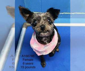 Mutt Dogs for adoption in Calgary, Alberta, Canada