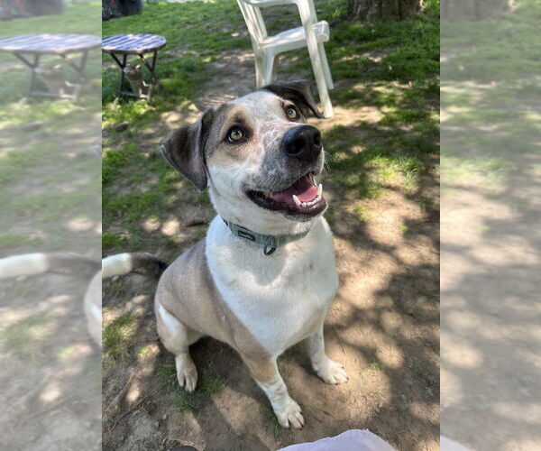 Medium Photo #2 Siberian Husky-Unknown Mix Puppy For Sale in Brewster, NY, USA