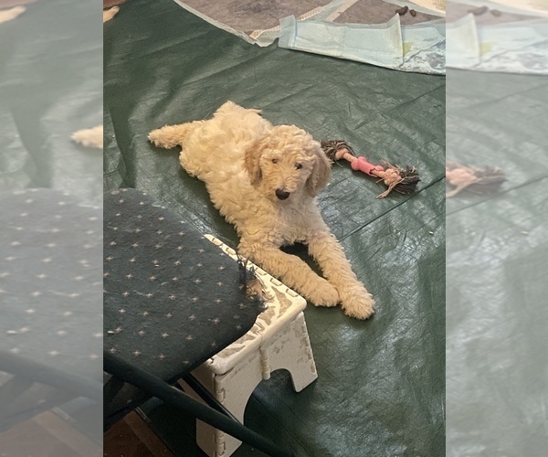 Medium Photo #1 Goldendoodle Puppy For Sale in SEYMOUR, CT, USA