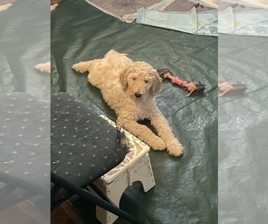 Goldendoodle Puppy for Sale in SEYMOUR, Connecticut USA