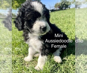 Aussiedoodle Miniature  Puppy for sale in TAYLOR, TX, USA