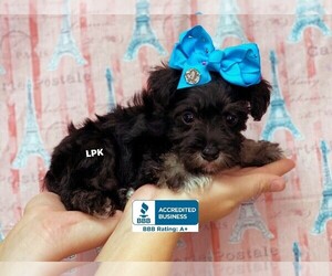 Schnauzer (Miniature) Puppy for sale in WINNSBORO, LA, USA