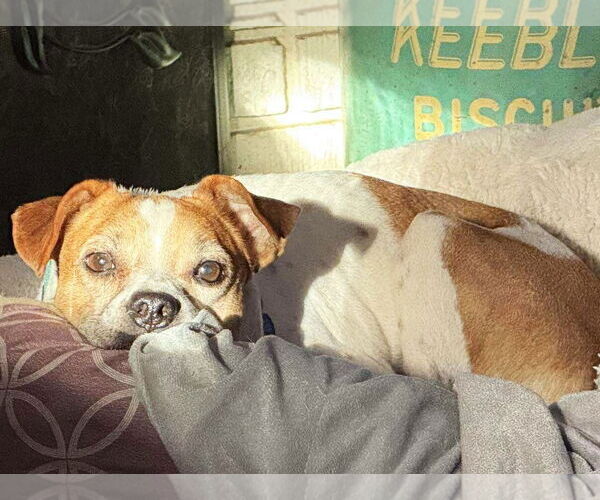 Medium Photo #2 Jack-A-Bee Puppy For Sale in Boonton, NJ, USA