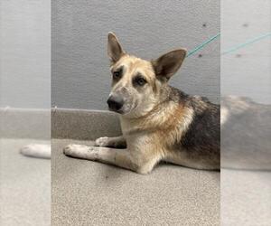 German Shepherd Dog-Unknown Mix Dogs for adoption in Las Vegas, NV, USA