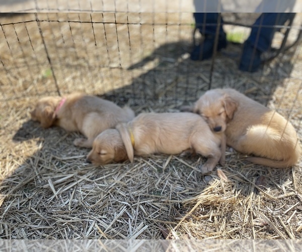 Medium Photo #3 Golden Retriever Puppy For Sale in SUMMERVILLE, SC, USA