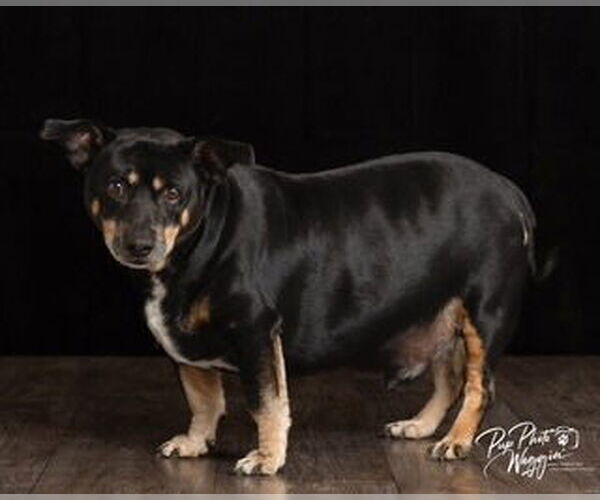 Medium Photo #2 Dachshund Puppy For Sale in Claremore, OK, USA