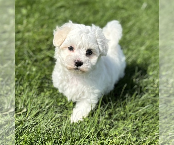 Medium Photo #6 Morkie Puppy For Sale in ROCK STREAM, NY, USA