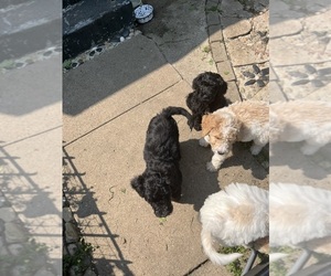 Goldendoodle Puppy for sale in SOUTH BEND, IN, USA