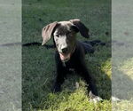 Small Photo #3 Labrador Retriever-Unknown Mix Puppy For Sale in Holly Springs, NC, USA