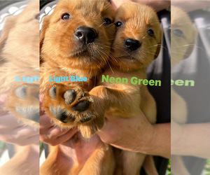 Golden Retriever Puppy for sale in NASHVILLE, TN, USA