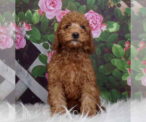 Medium Photo #1 Goldendoodle Puppy For Sale in WARSAW, IN, USA