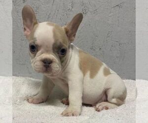 French Bulldog Puppy for sale in CHARLESTON, SC, USA