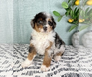 Bernedoodle (Miniature) Puppy for sale in FRANKLIN, IN, USA