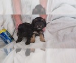 Small Photo #4 Poovanese Puppy For Sale in AMADO, AZ, USA