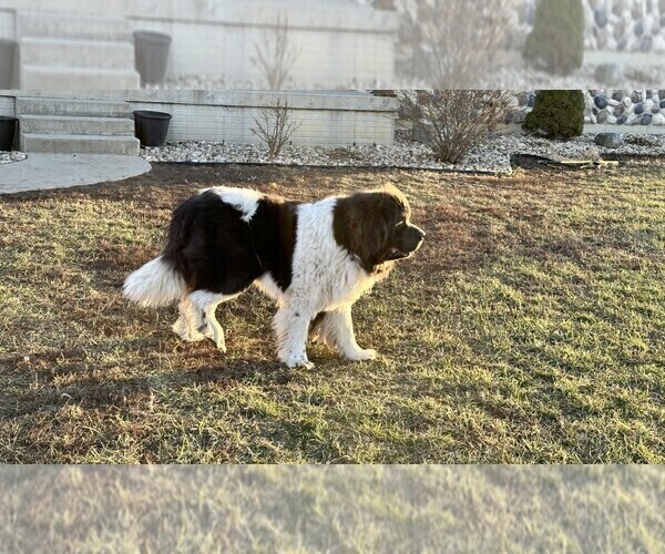 Medium Photo #7 Newfoundland Puppy For Sale in NEW HARTFORD, IA, USA