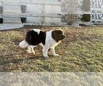 Small Photo #7 Newfoundland Puppy For Sale in NEW HARTFORD, IA, USA