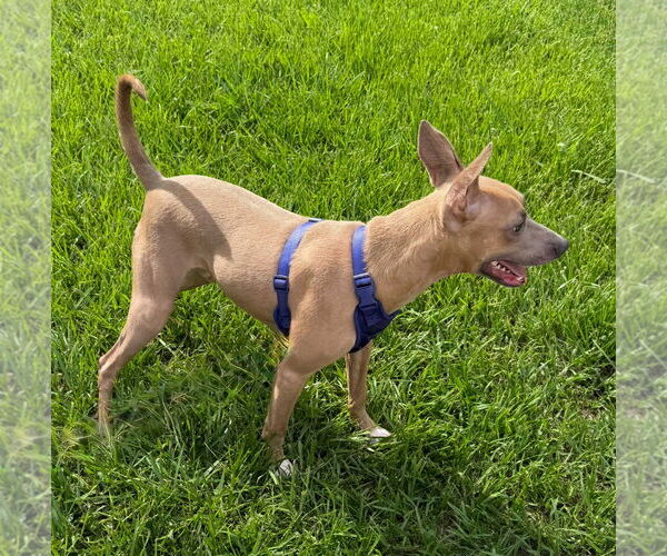 Medium Photo #4 American Pit Bull Terrier-Unknown Mix Puppy For Sale in Oakhurst, NJ, USA